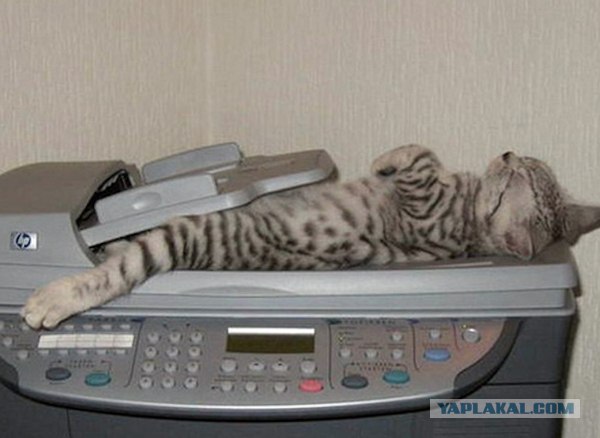 Сегодня котовторник, а котиков все нет