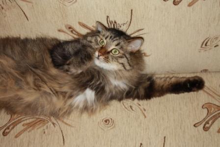 Котовторник с Максом