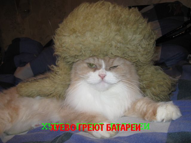Состоятельный котовторник