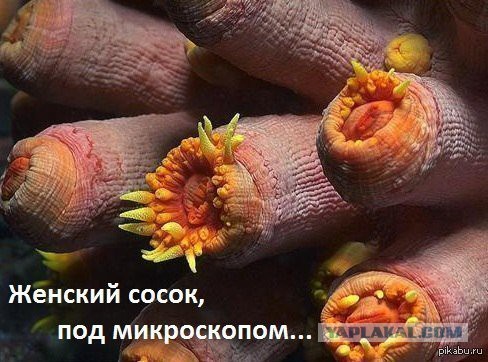 Смешные комментарии из социальных сетей 30.11.2018