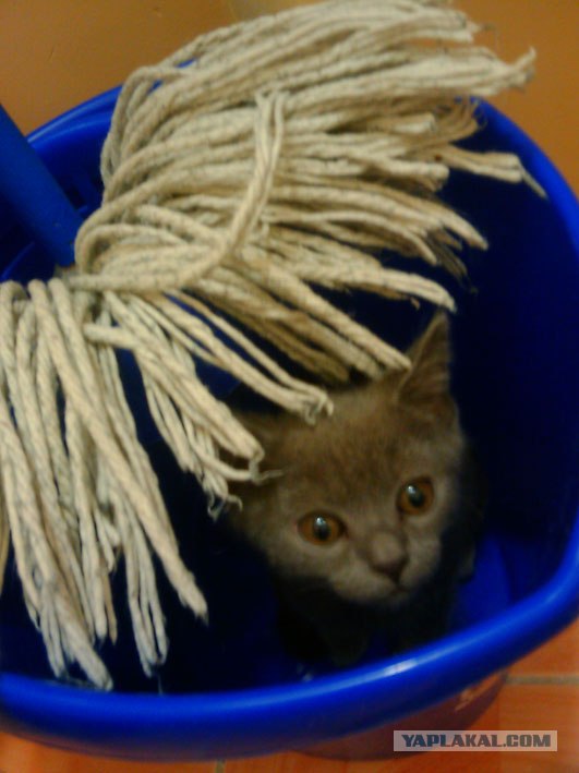 Котовторник 06.12.2011