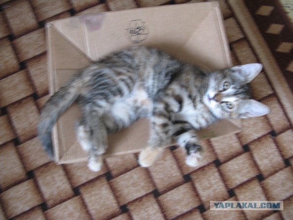 Котовторник 20.12.2011