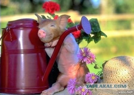 Кот Идет в Бой, и другая живность.