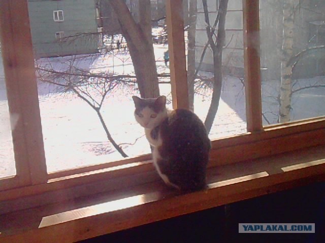 Котовторник (28.02.2012)