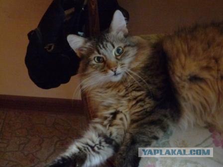 Котовторник  19.06.2012