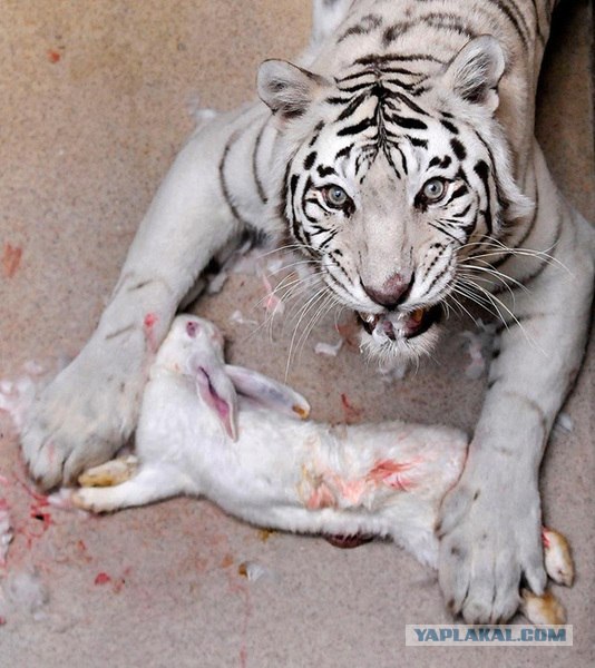 Аватары на заказ