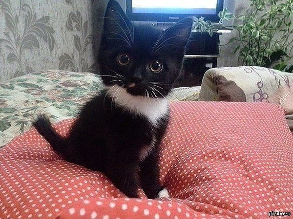 Забавные картинки с котами из сети