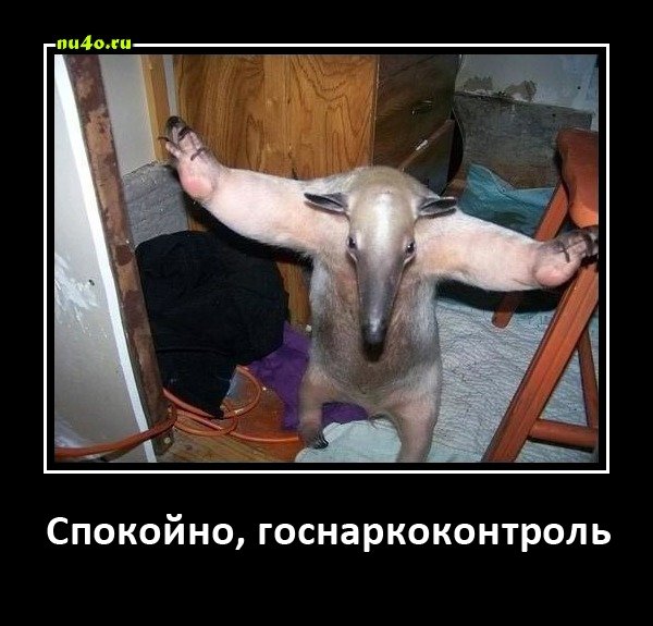 Тамандуа: Хищники обходят его стороной, а муравьи дрожат от страха. На что способна «Мини-Годзилла»?