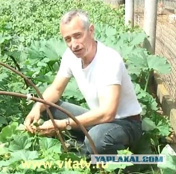 Говядина в духовке с овощами