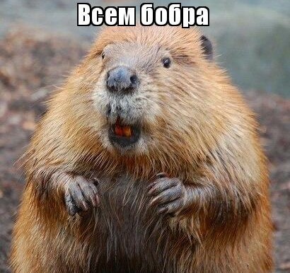 Бобры: вид с воздуха