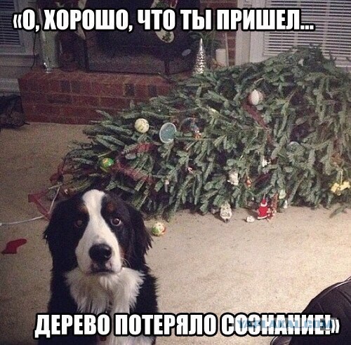 Забавные комментарии из социальных сетей (15.11.21)