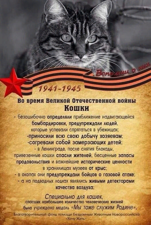 Война и Котики