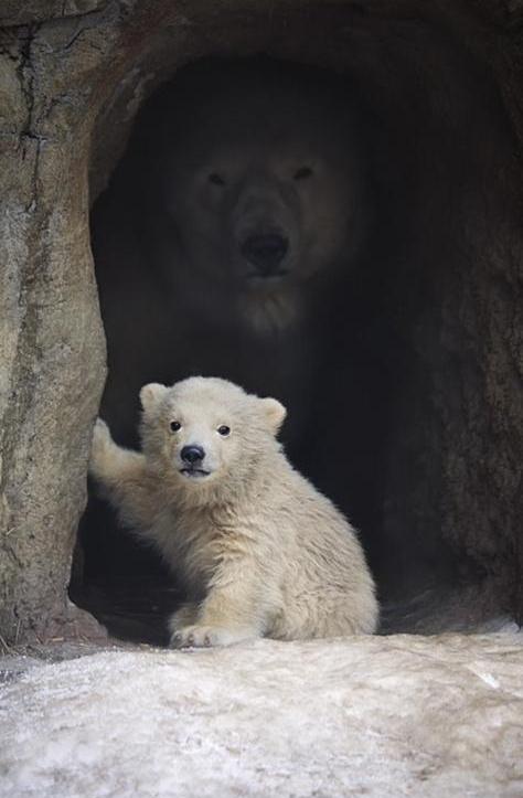 Встреча с белым медведем