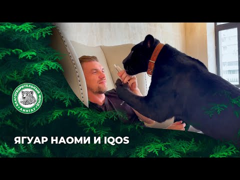 Сибирская кошечка