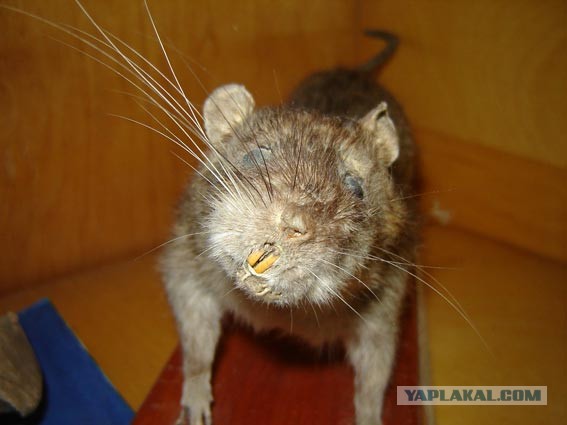 Редкие существа, о которых мало известно (30 фото)