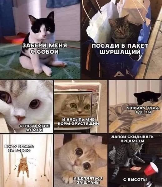 Веселое настроение в картинках