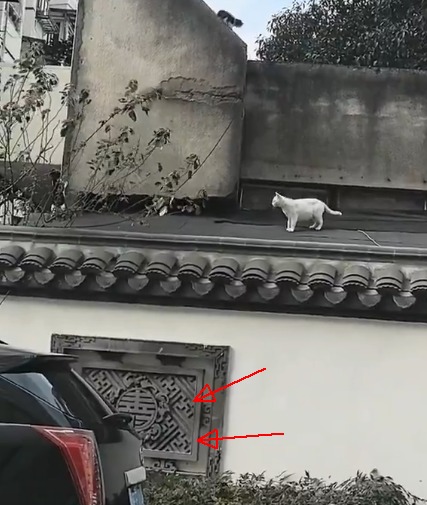 Несдающийся котёнок