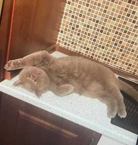А котовторник уже пришёл?