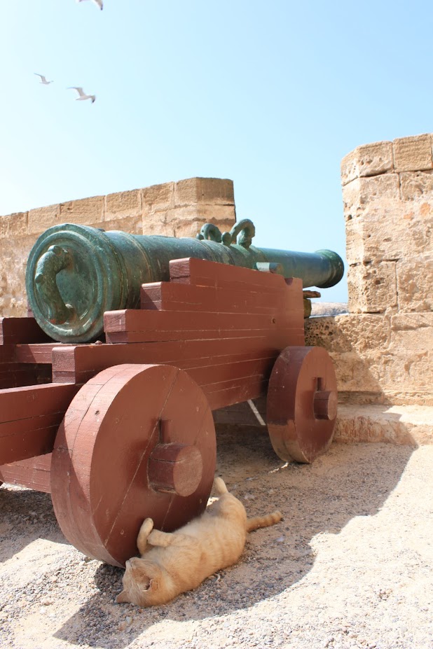 Уличные кошки Марокко