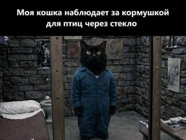 Картинки для деградации 240 (разной степени свежести)