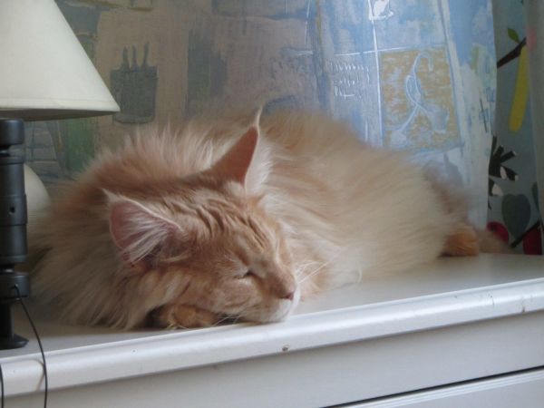 Котовторник 26.11.2013