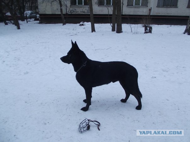 Собакочетверг!