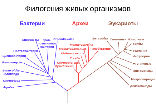 10 мифов об эволюциии человека