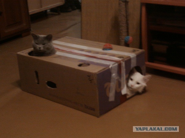 Котовторник   15.04.2014