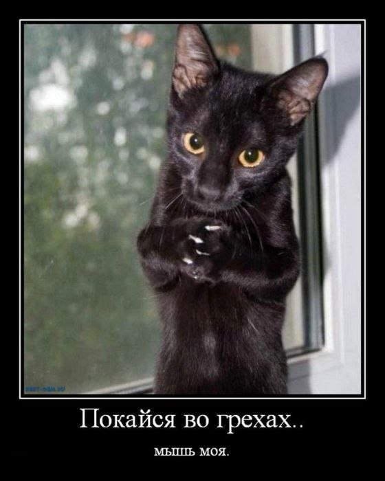 Комментарии из социальных сетей