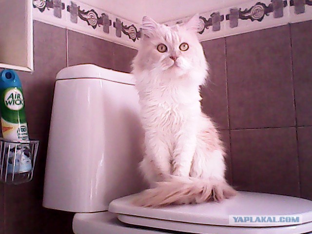 Котовторник 04.11.2014
