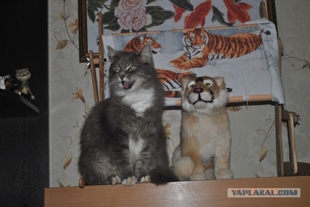 Котовторник 30.12.2014