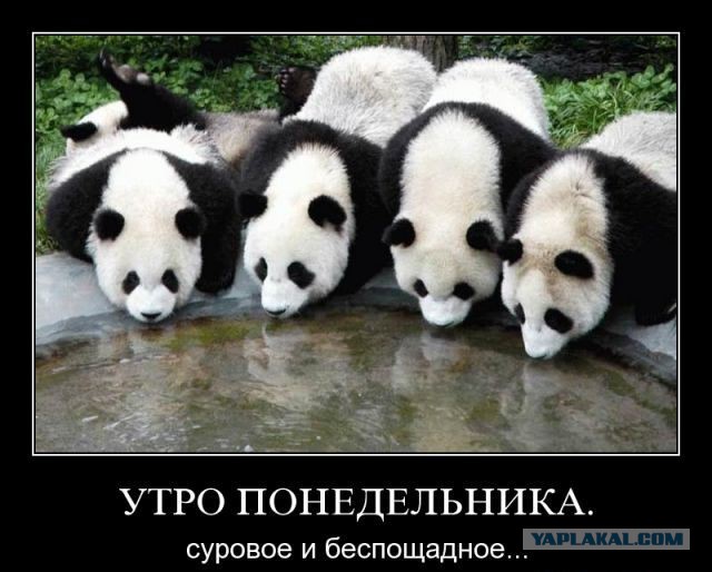 Сово-понедельнег