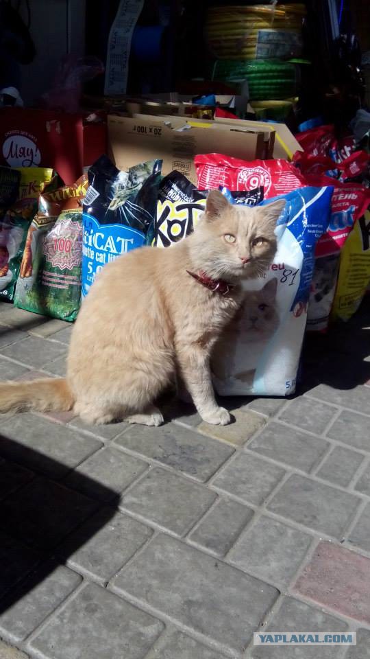 Котовторник  21.07.2015