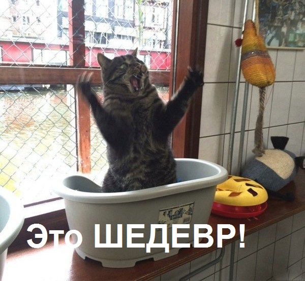 Котики и политика