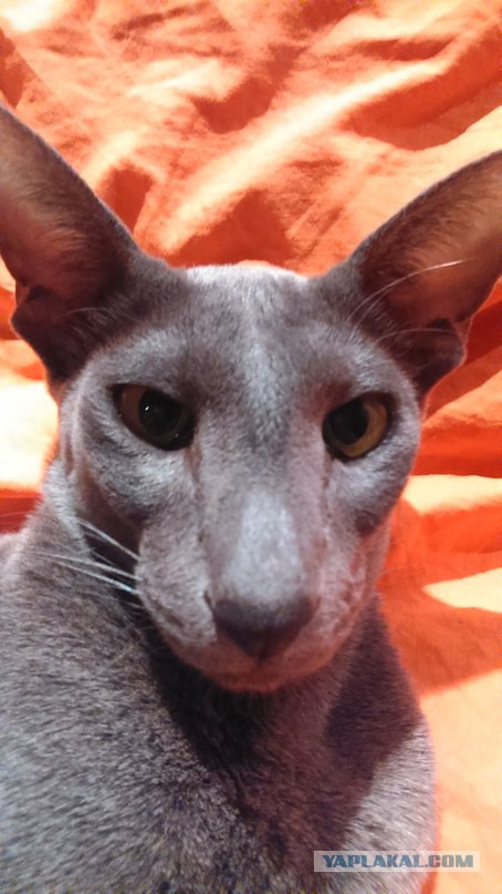 Котовторник 03.11.2015