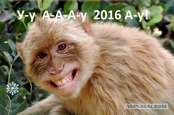 ЯП, с Новым 2016 Годом!