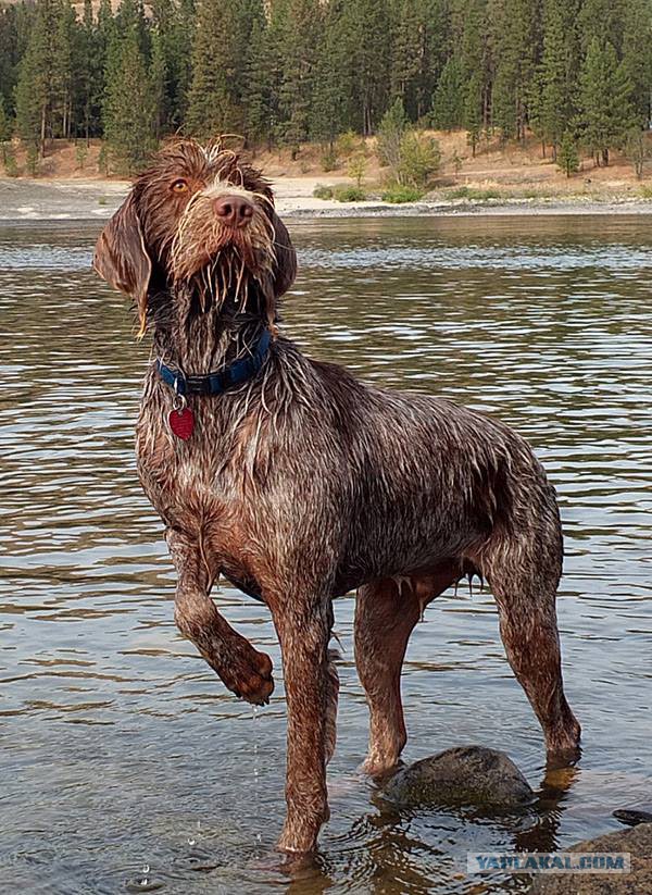 Собакочетверг