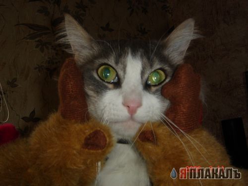 Коты, кошки, котята