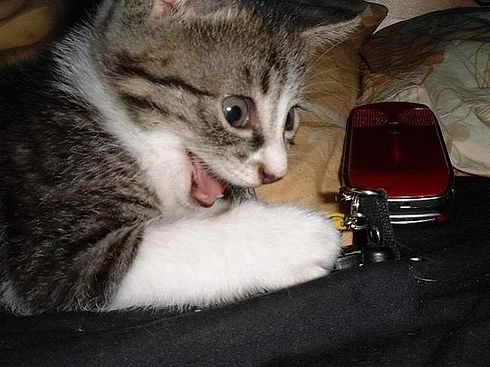 Коты, кошки, котята