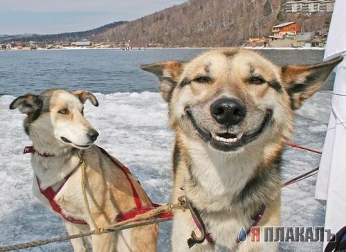 СОБАКИ и ЩЕНКИ. Все про собак!