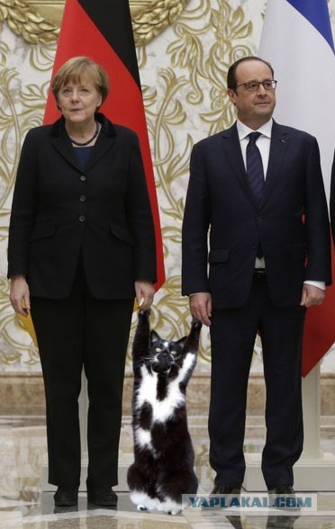 Фотожаба: «Сдающаяся» кошка