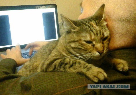 Котонадзор
