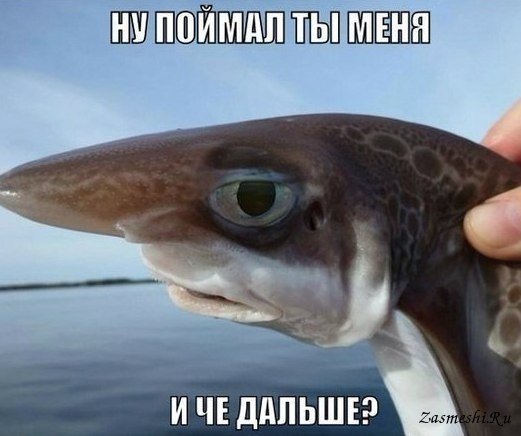 Животные, которым надоело это терпеть