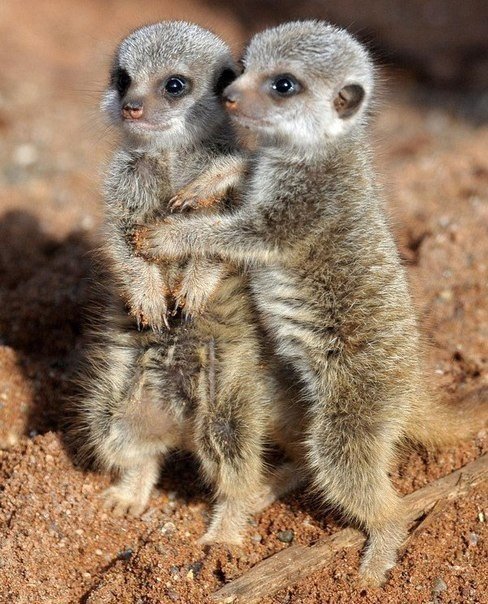 Веселые и интересные картинки