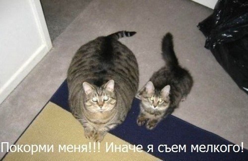 Мохнатые беспредельщики