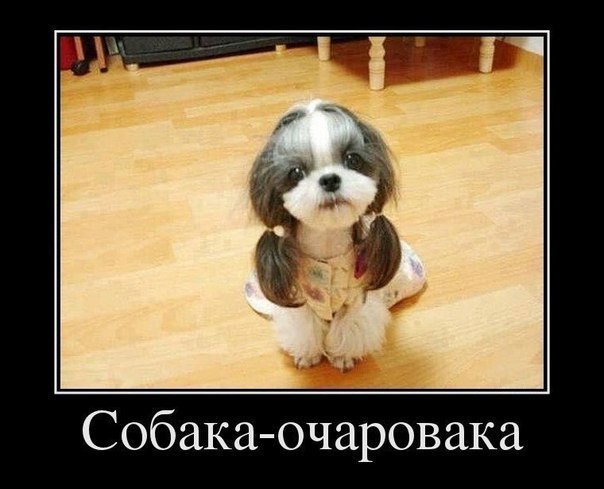 Прикольные животные