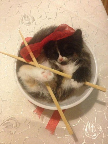 Прикольные животные