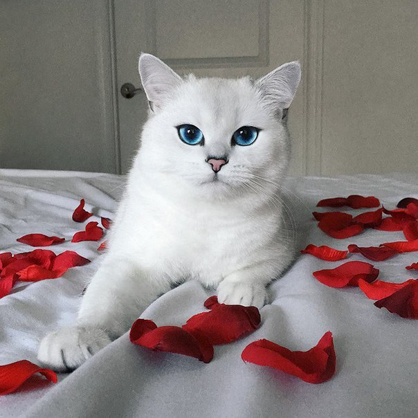 Прикольные животные