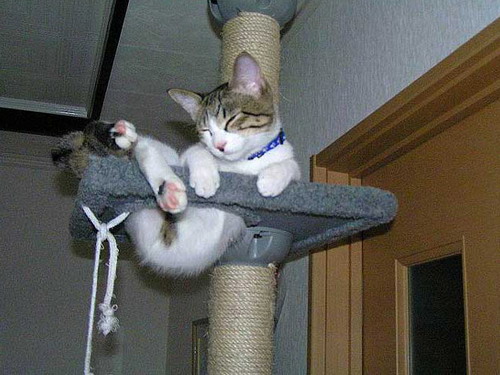 Коты из сети
