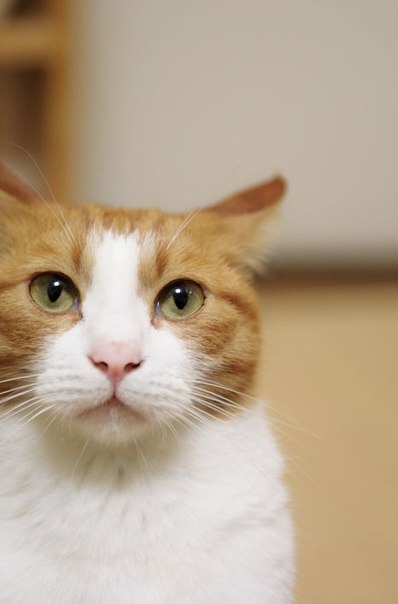 Коты из сети